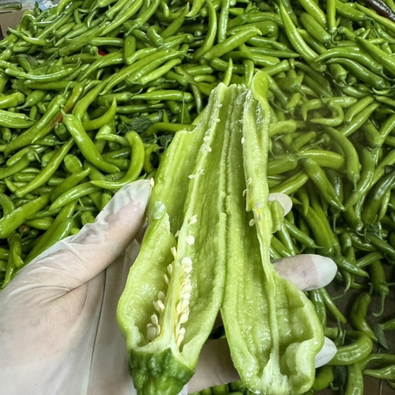 山东黄皮辣椒货源充足产地直发对接市场商超电商等