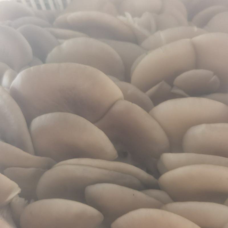 平菇