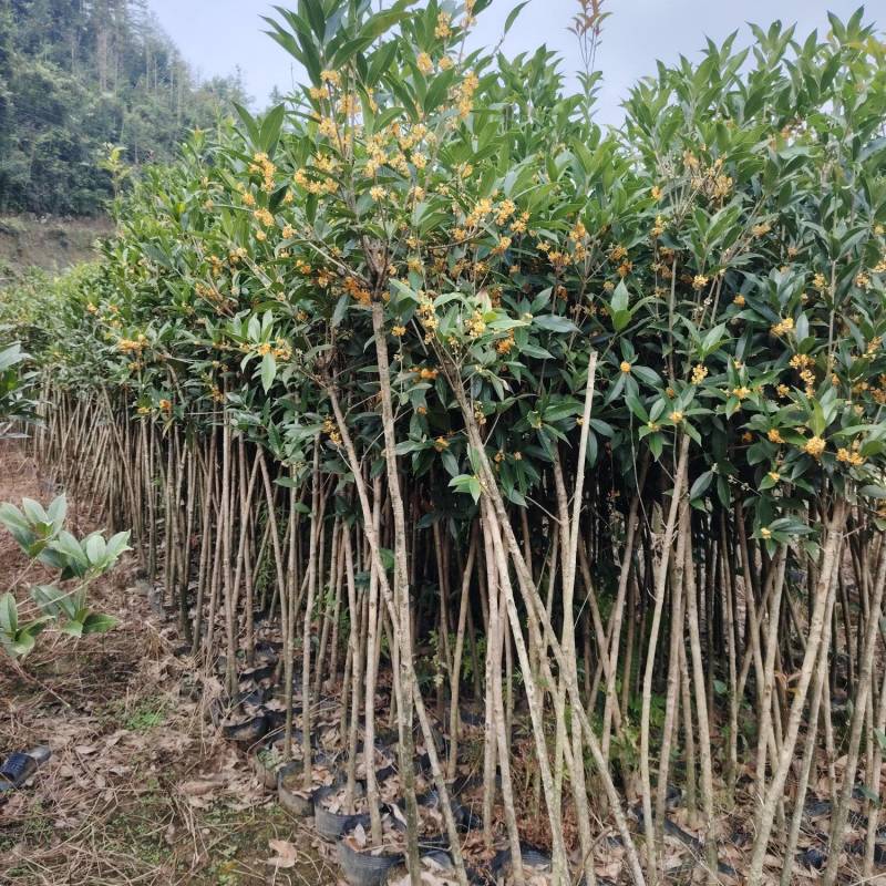 桂花树小叶丹桂杯苗出土1.5-2.5公分粗