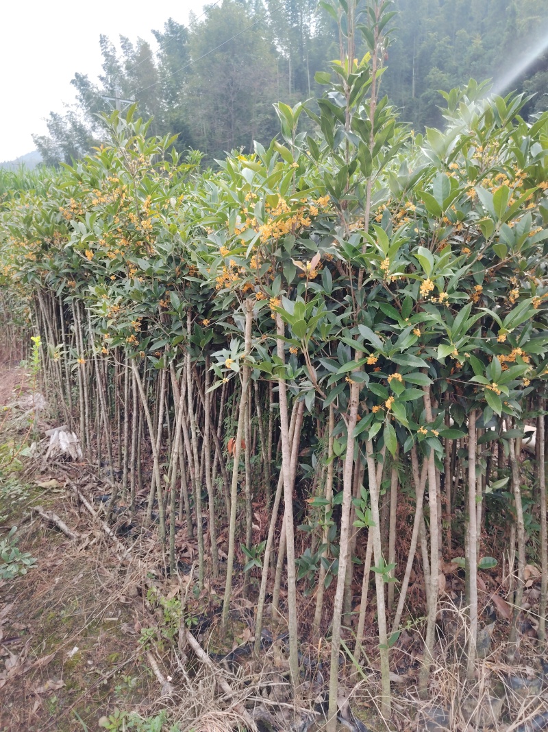桂花树小叶丹桂杯苗出土1.5-2.5公分粗