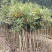桂花树小叶丹桂杯苗出土1.5-2.5公分粗
