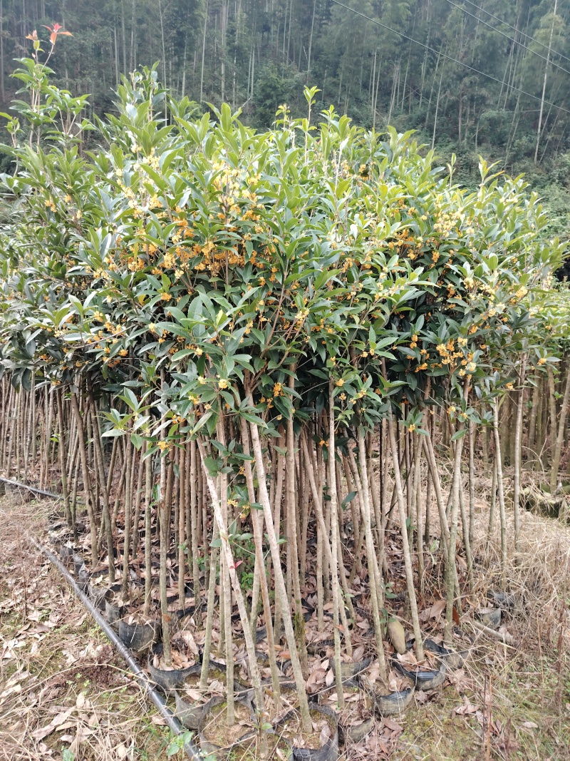 桂花树小叶丹桂杯苗出土1.5-2.5公分粗