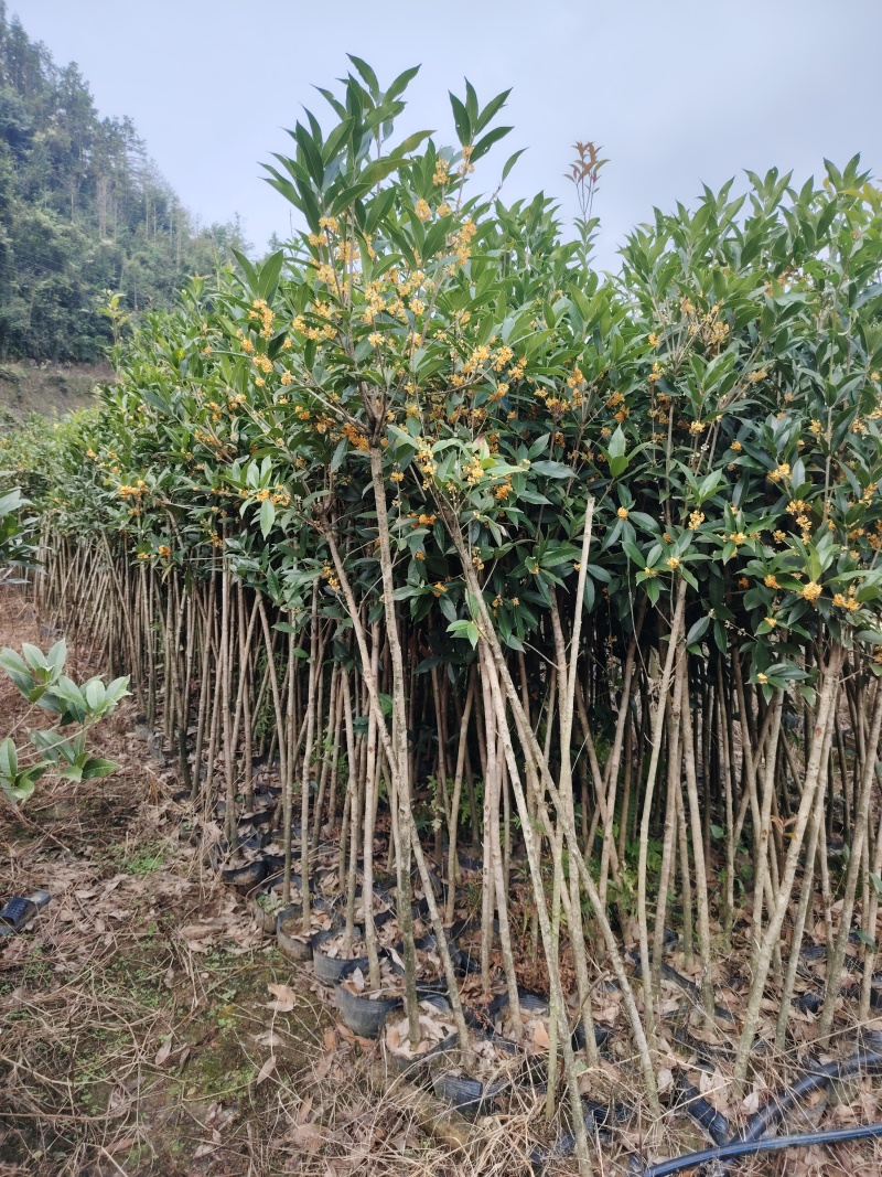 桂花树小叶丹桂杯苗出土1.5-2.5公分粗