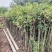 桂花树小叶丹桂杯苗出土1.5-2.5公分粗