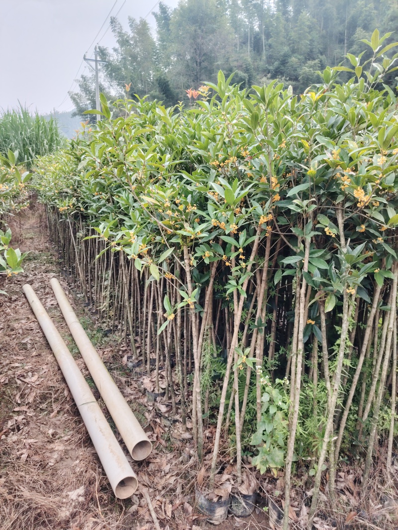 桂花树小叶丹桂杯苗出土1.5-2.5公分粗