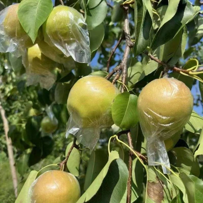 玉露香梨水分大，吃起来无渣。