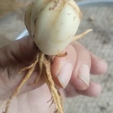 云南大理糯百合种球