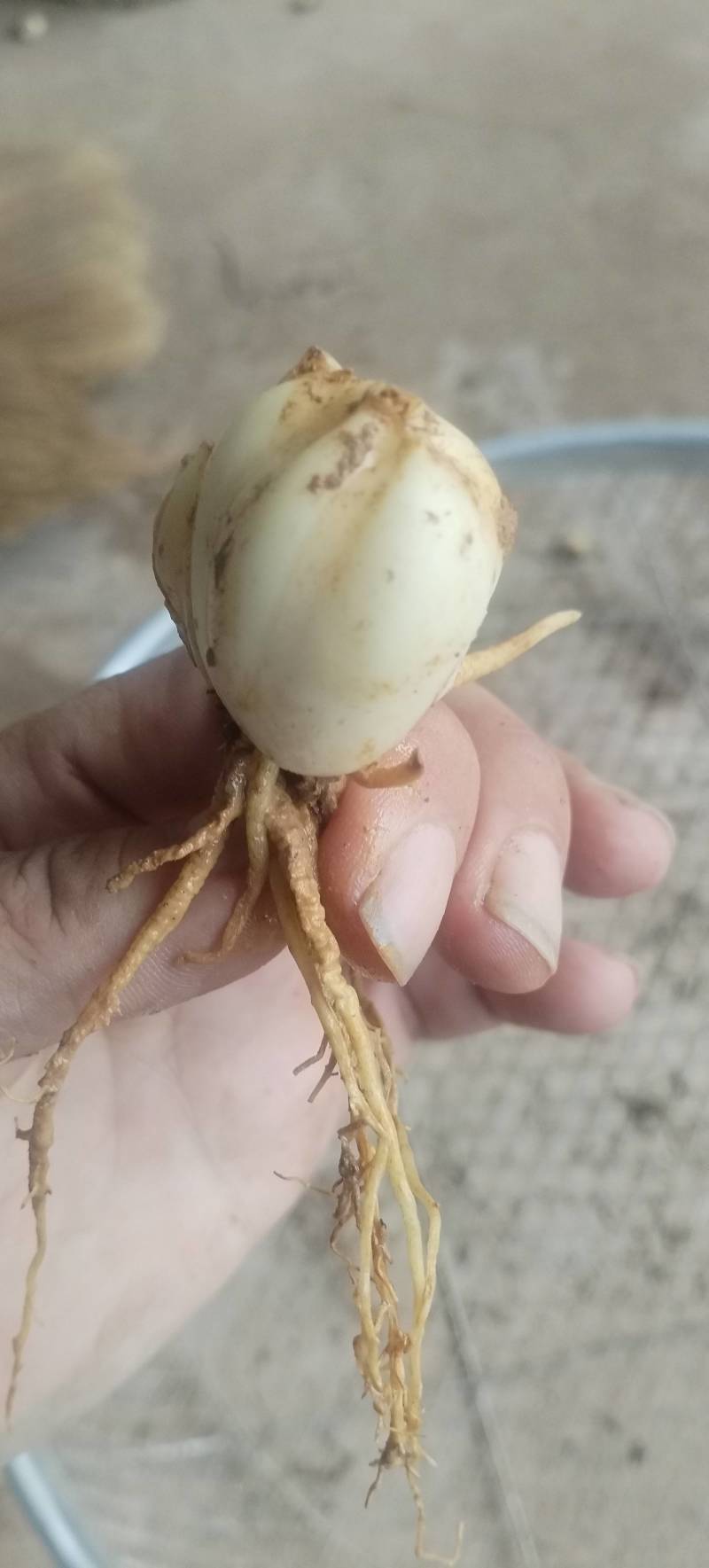 云南大理糯百合种球