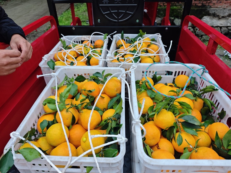四川爱媛38果冻橙橙子，无籽爆甜，诚意经营