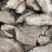 入地老鼠紫茉莉根【包邮】三斤起发货可批量可零售