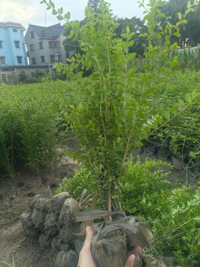 小叶女贞(水蜡)毛球高度40一50cm基地有量，欢迎订购