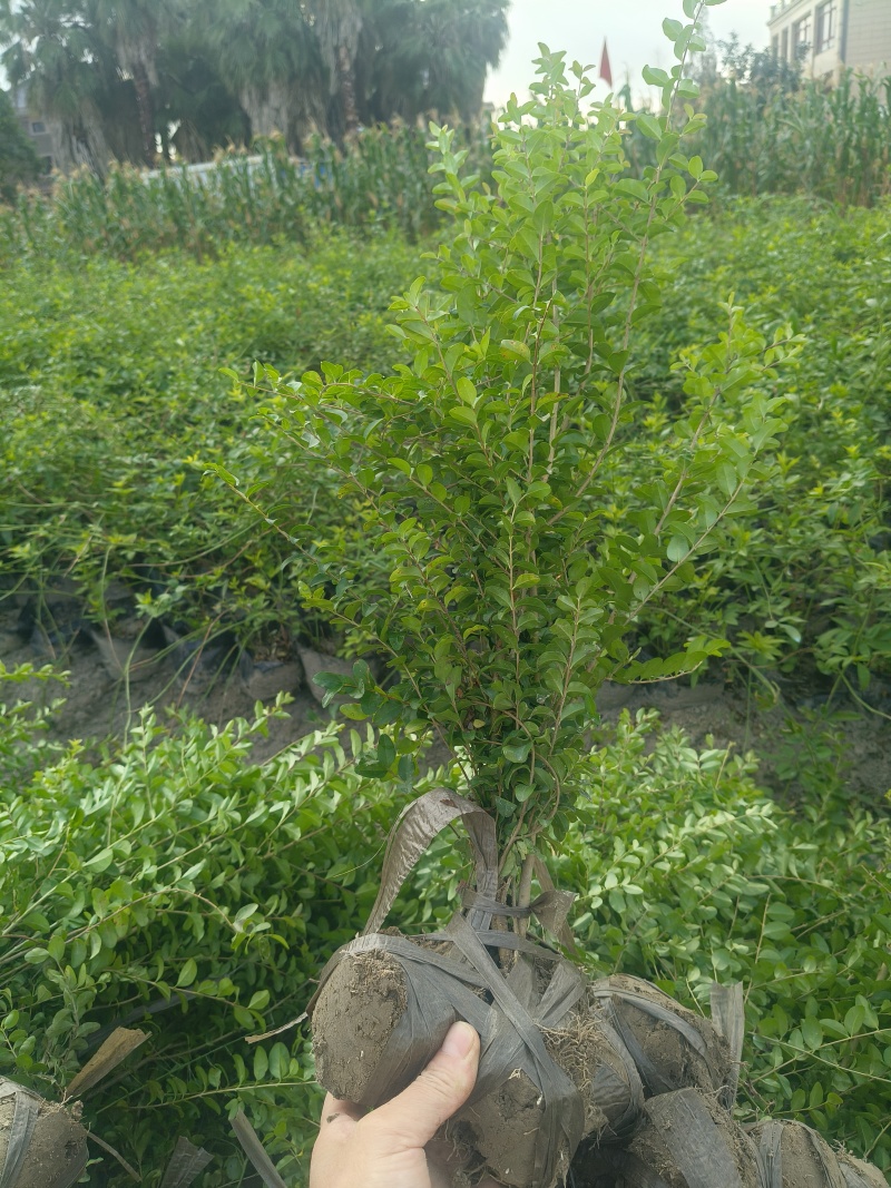 小叶女贞(水蜡)毛球高度40一50cm基地有量，欢迎订购