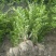 小叶女贞(水蜡)毛球高度40一50cm基地有量，欢迎订购