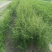 小叶女贞(水蜡)毛球高度40一50cm基地有量，欢迎订购