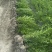 小叶女贞(水蜡)毛球高度40一50cm基地有量，欢迎订购
