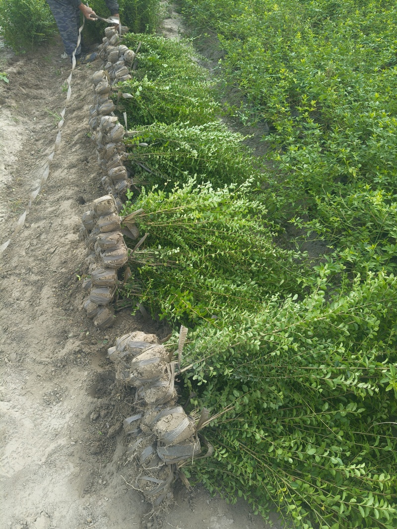 小叶女贞(水蜡)毛球高度40一50cm基地有量，欢迎订购