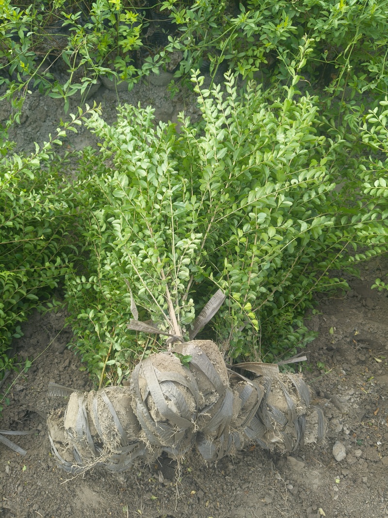 小叶女贞(水蜡)毛球高度40一50cm基地有量，欢迎订购