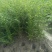 小叶女贞(水蜡)毛球高度40一50cm基地有量，欢迎订购