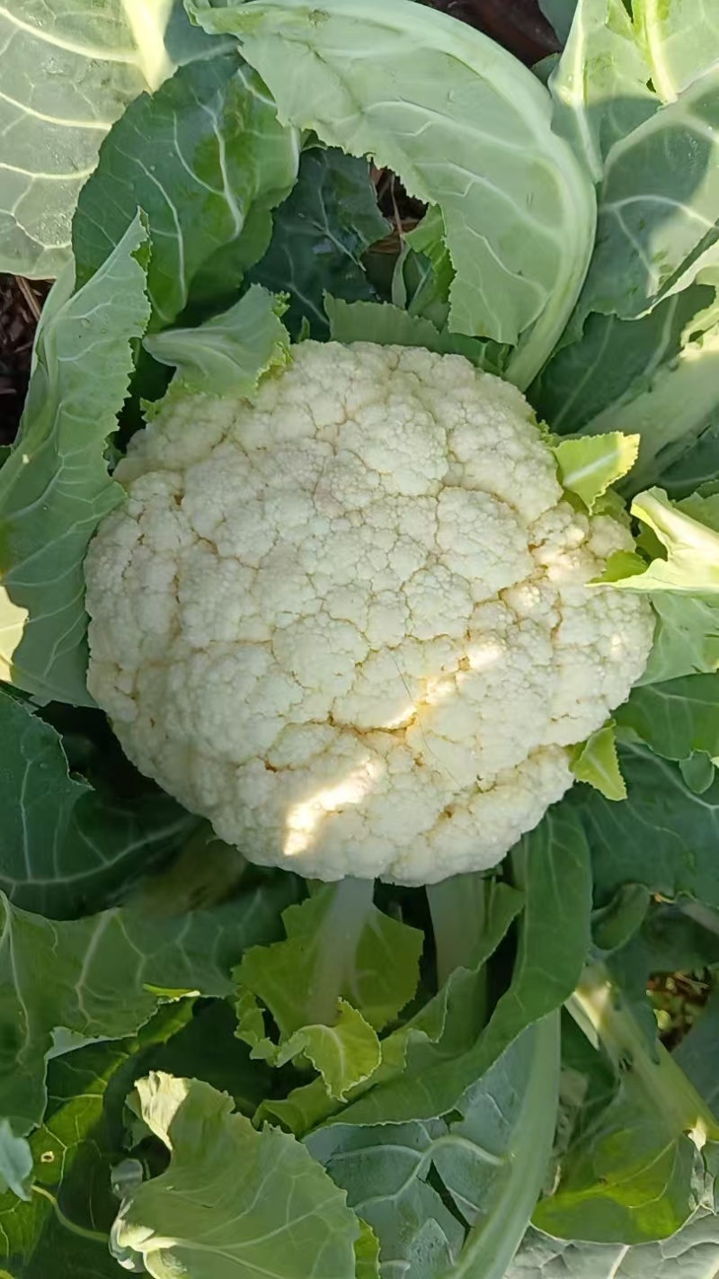 花菜