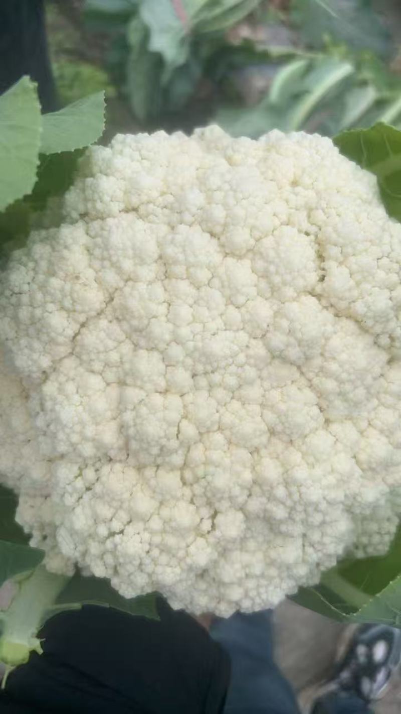 花菜