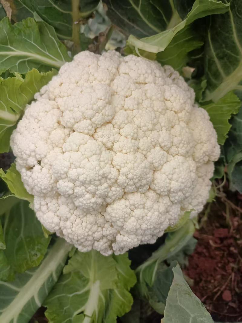 花菜
