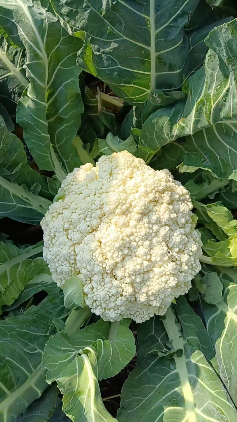 花菜