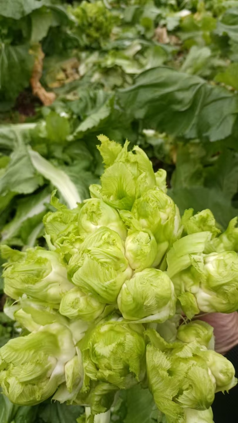 儿菜