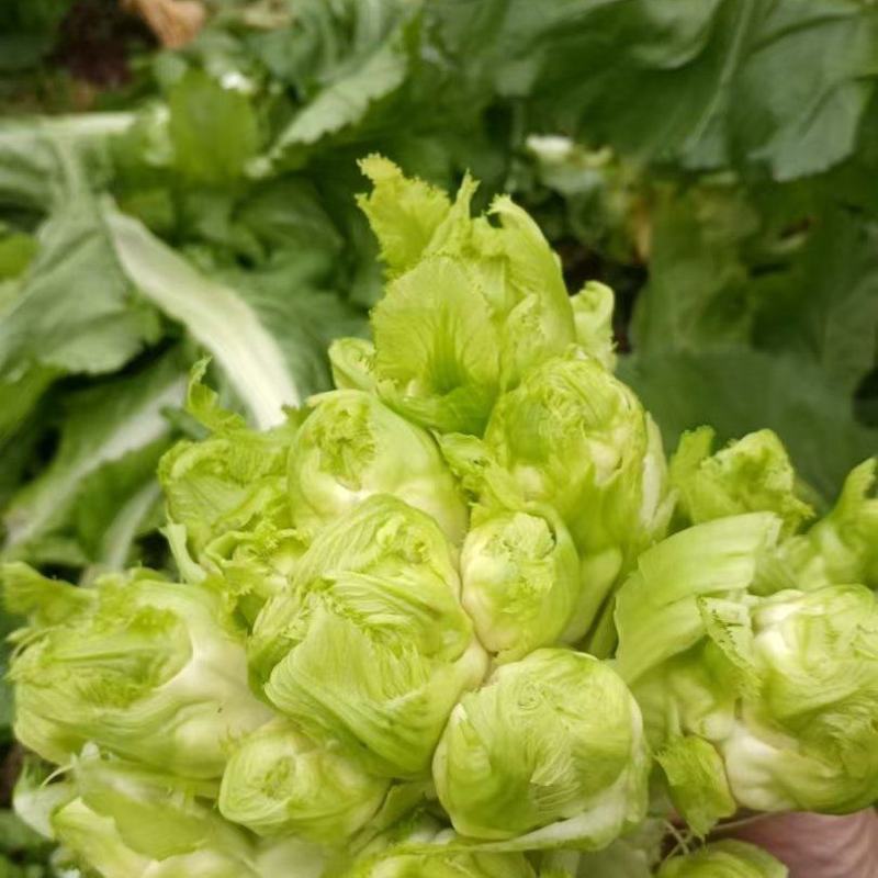 儿菜
