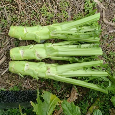 棒菜
