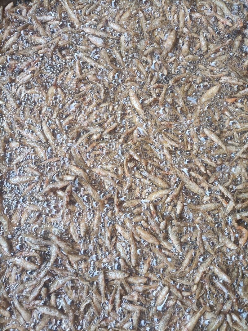 油炸麦穗鱼，工厂直发，可溯源对接团购，电商，批发市场