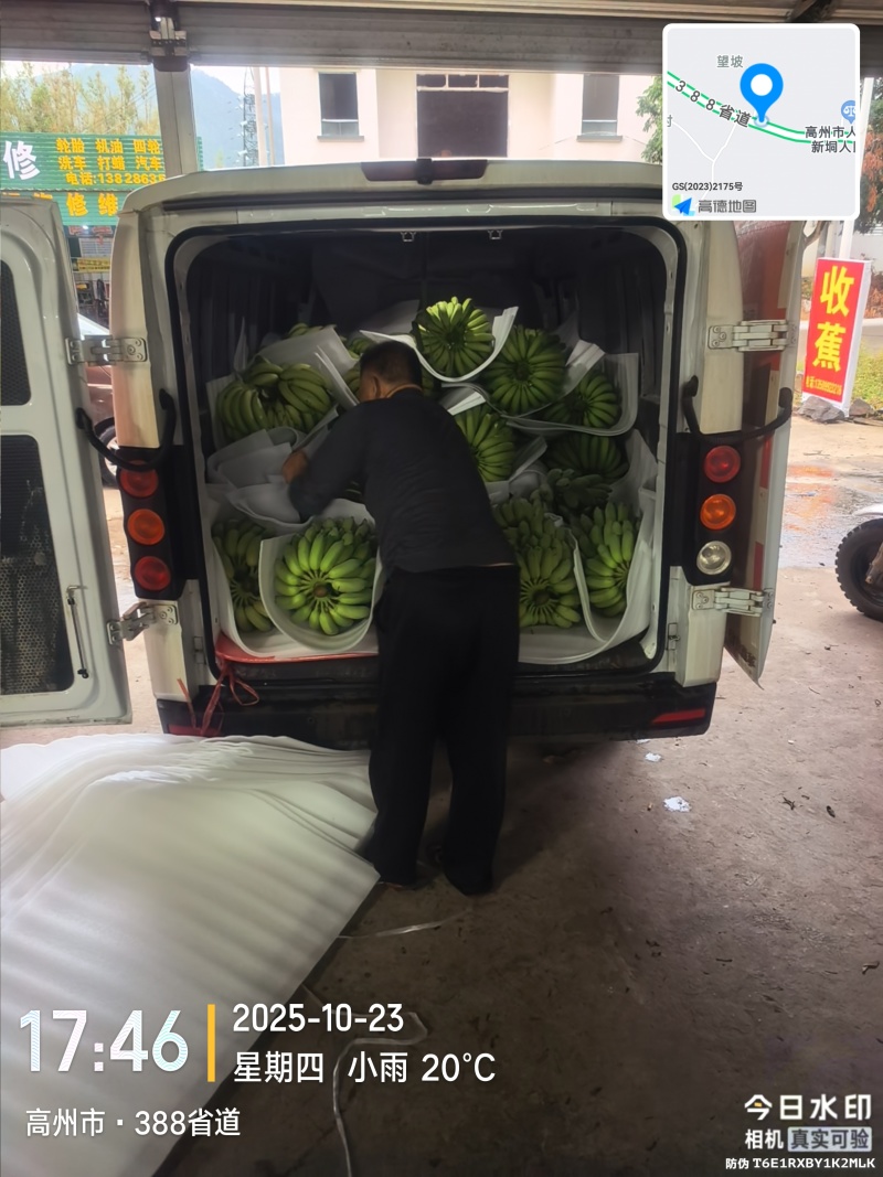 高州粉蕉，香蕉产地直供，专业代收购，代发货！