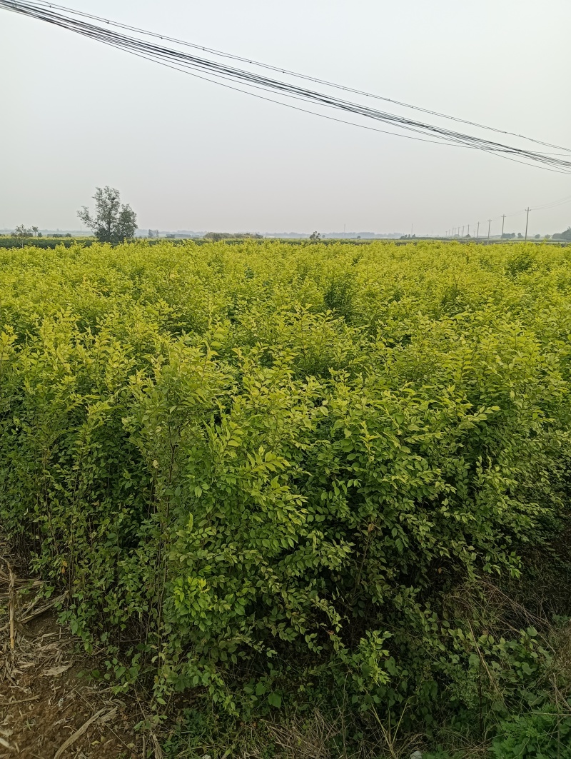 金叶榆产地直销金叶榆批发金叶榆基地嫁接金叶榆