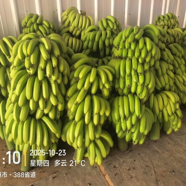 高州粉蕉,香蕉产地直供,专业代收购,代发货!