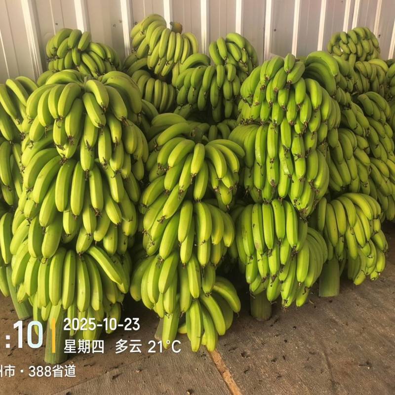 高州粉蕉，香蕉产地直供，专业代收购，代发货！