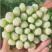 芹生生毛芹种子籽春播芹菜种孑纤维少不空心农家四季蔬菜