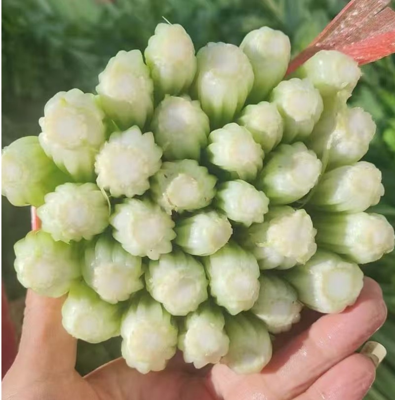 芹生生毛芹种子籽春播芹菜种孑纤维少不空心农家四季蔬菜