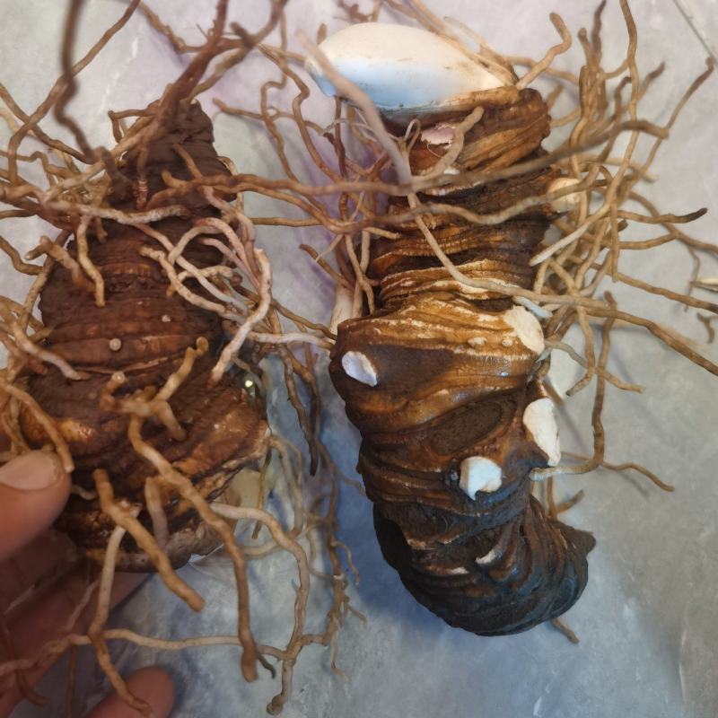 正规货源重楼随时有货规格齐全新鲜送达，欢迎咨询