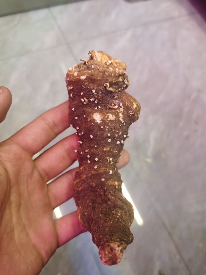 正规货源重楼随时有货规格齐全新鲜送达，欢迎咨询