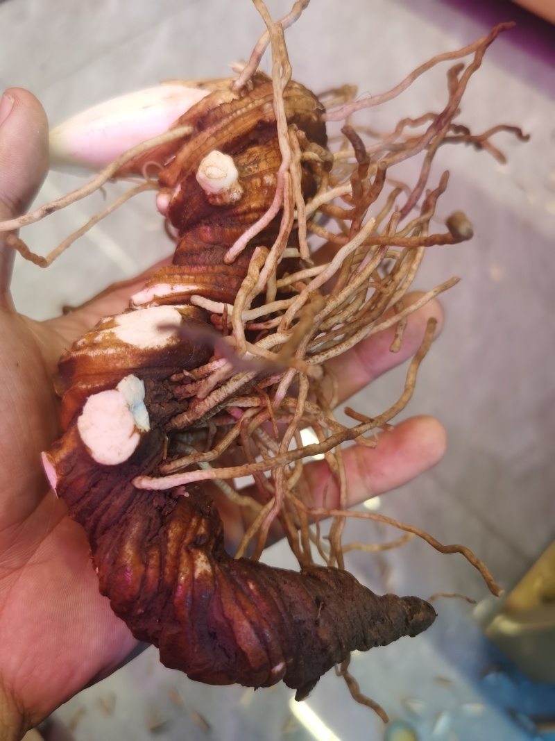 正规货源重楼随时有货规格齐全新鲜送达，欢迎咨询