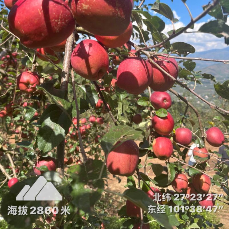 大凉山盐源苹果