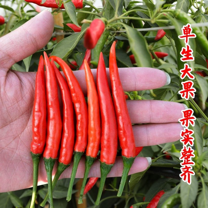 天艳009朝天椒种子单生小米尖椒超辣椒种孑高产杂交蔬菜种