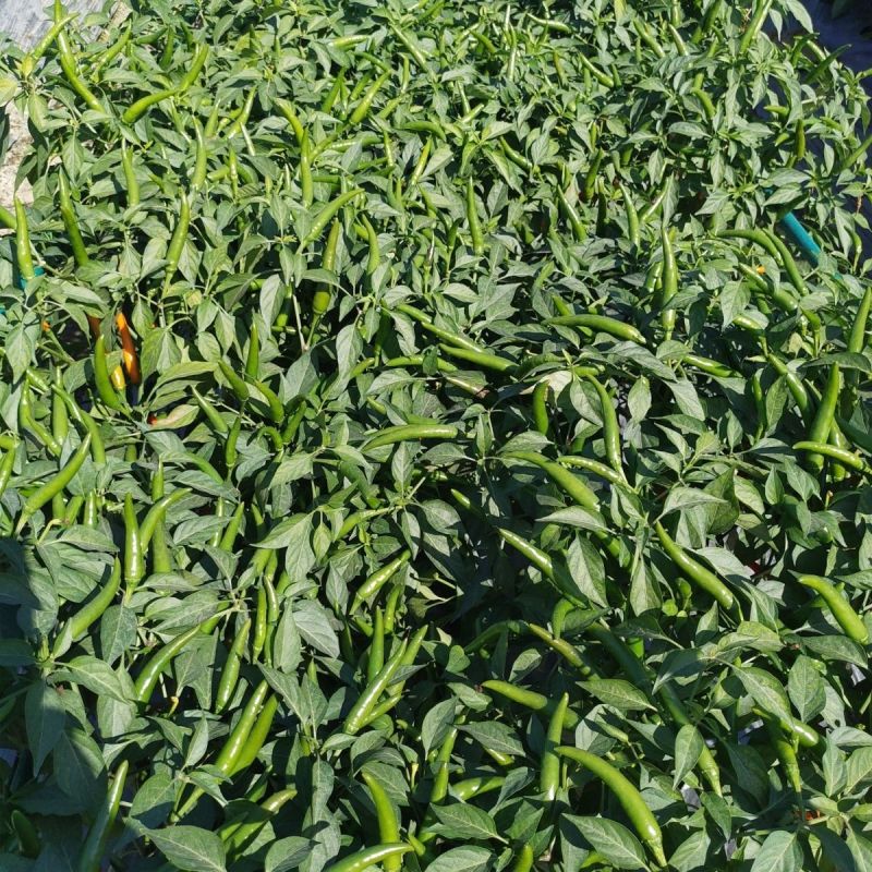 天艳009朝天椒种子单生小米尖椒超辣椒种孑高产杂交蔬菜种