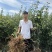 《寒富苹果苗》辽宁基地直发对接全国提供技术指导