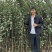 新品种苹果苗，华硕，泰山，鲁红，全红富士等各种品种