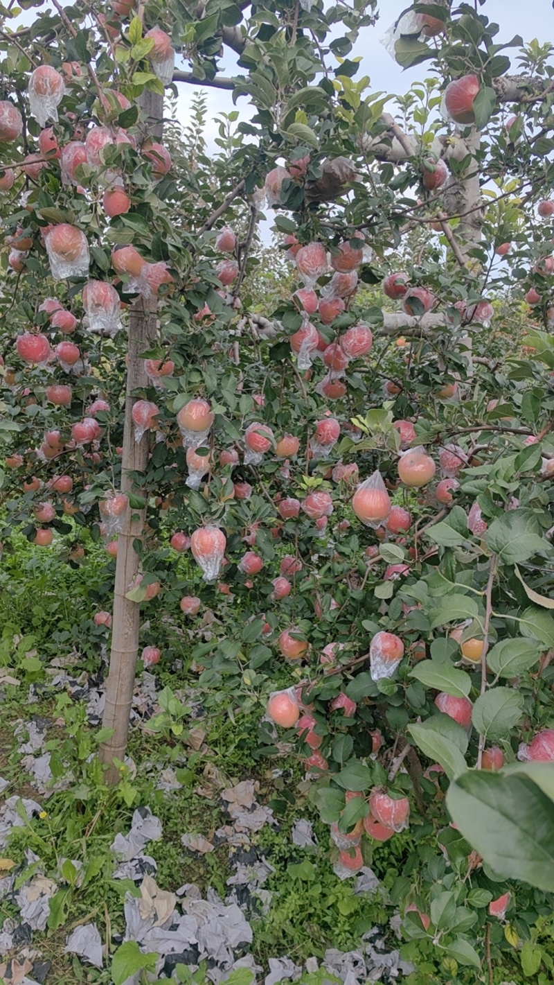 红富士苹果/山西运城纸+膜红富士/大量上市对接全国采购商