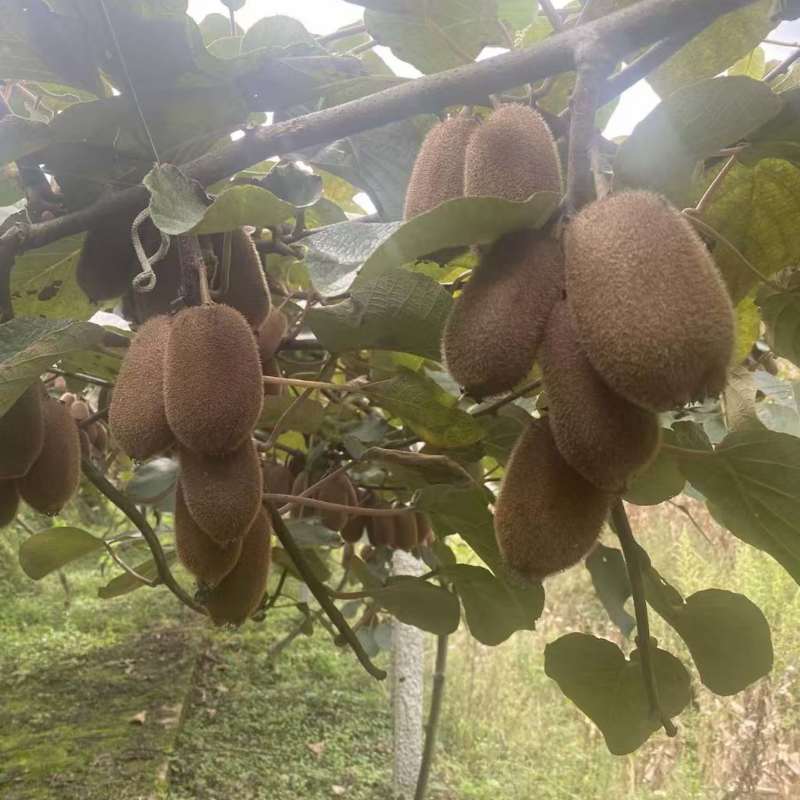 自产自销农家贵长猕猴桃🥝