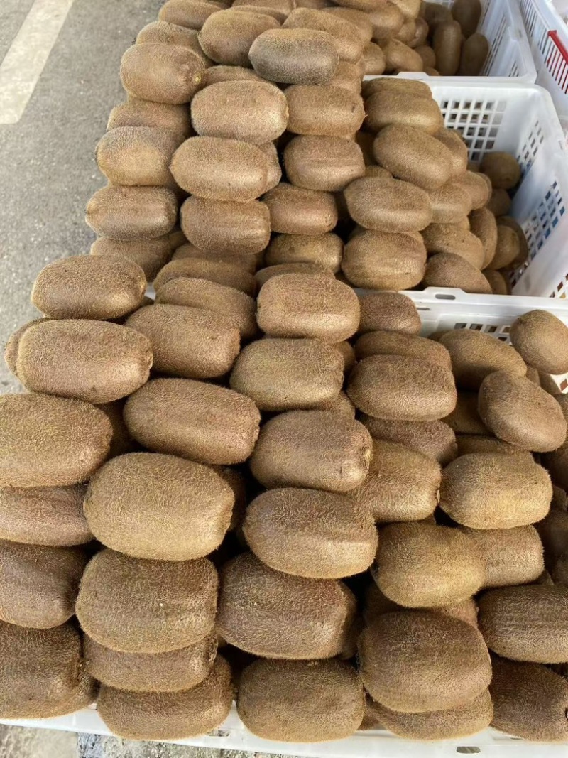 自产自销农家贵长猕猴桃🥝