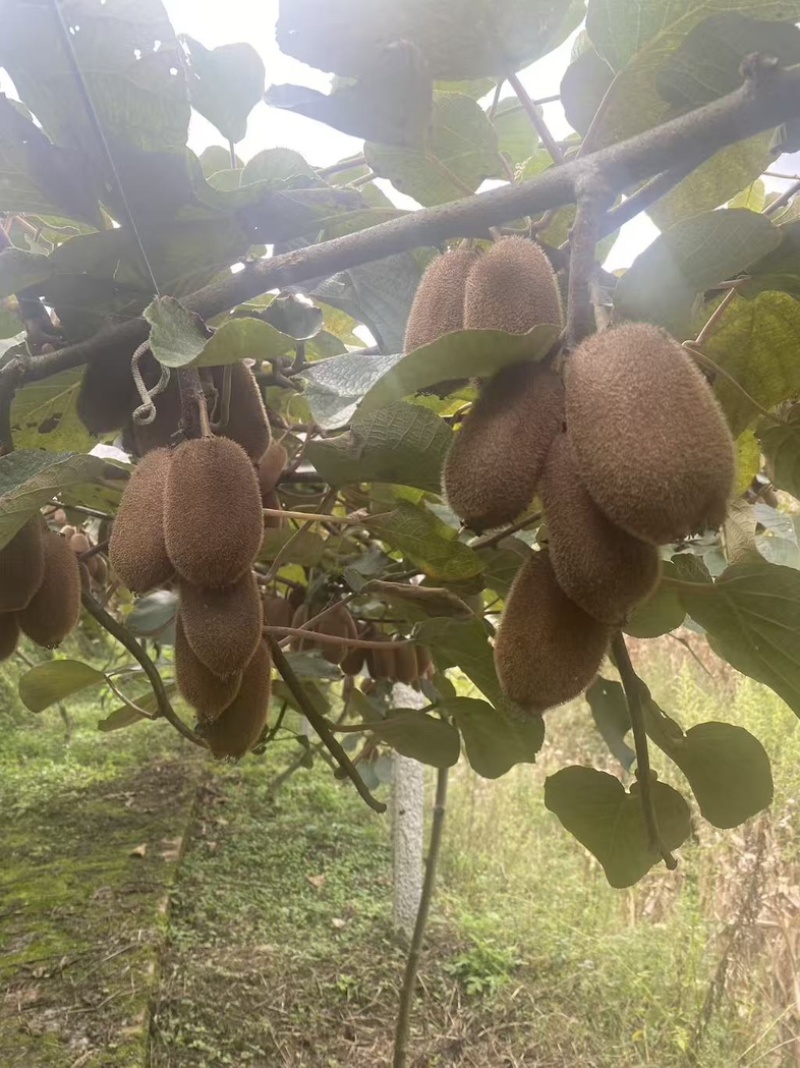自产自销农家贵长猕猴桃🥝