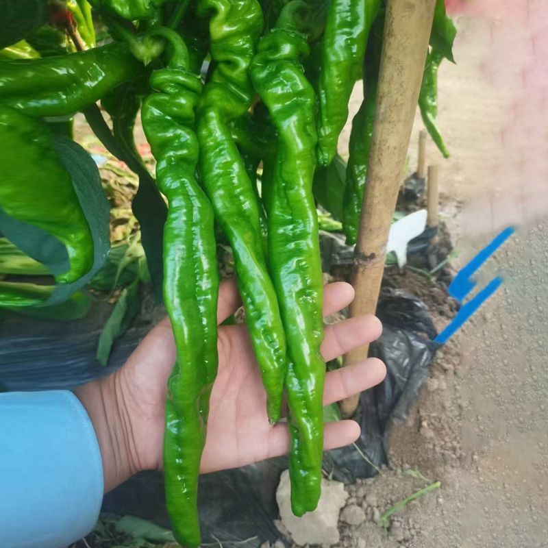 大果螺丝椒早熟长牛角形辣椒种子皮薄脆嫩品质佳辣味香浓