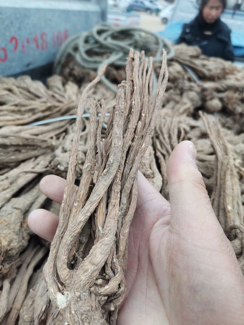 正规货源当归特卖超高性价比随时可聊滋补养生**